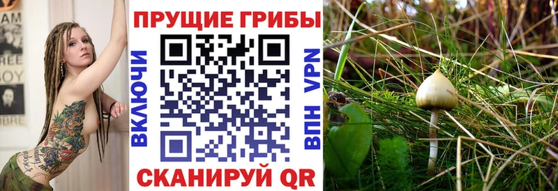 Купить Севск Псилоцибиновые грибы мухоморы